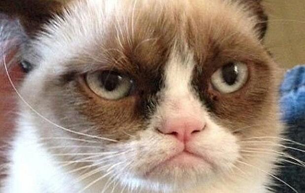 Grumpy Cat