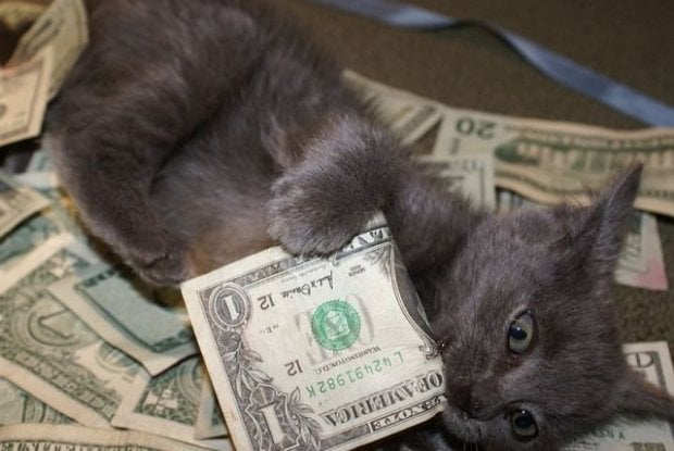 kitty_cash