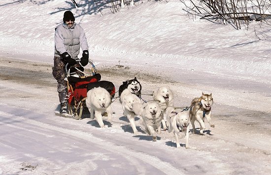 dogsled